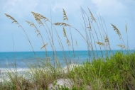 Beach;Coast;Florida;Ocean;Sand;Sea;Sea-Oats;Seascape;Shore;Shoreline;Tropical;Un